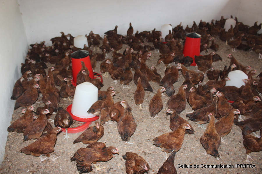 Visite du Secteur d'élevage (activité de recherche en aviculture) (6)
